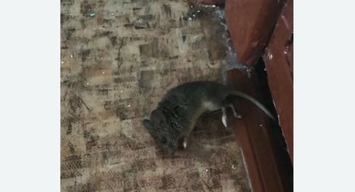 Дезинфекция от мышей в Текстильщиках города Москвы